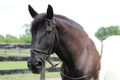 HDR Mono Crown Bridle W/Patent Leather Flash Nose Band