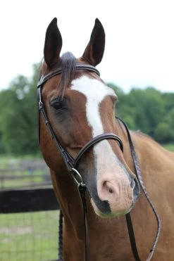 HDR Pro Fancy Raised Bridle With Laced Reins