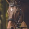 HDR Raised Padded Dressage Bridle W/Jawband Crank & Flash