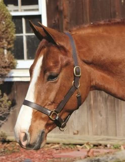 HDR Advantage Leather Halter