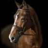 Pessoa® PRO Fancy Stitched Wide Noseband Bridle